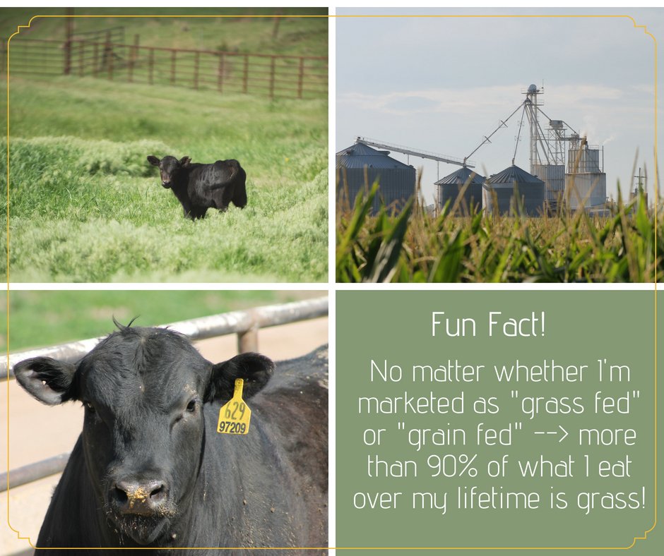 beefmarketing's tweet image. #WednesdayWisdom #BEEF #BeefFacts #CattleTales