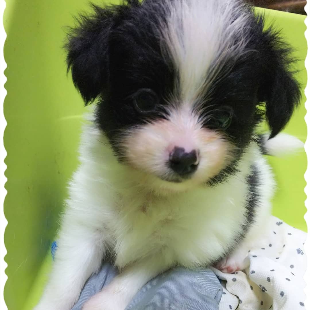 パピヨン仔犬