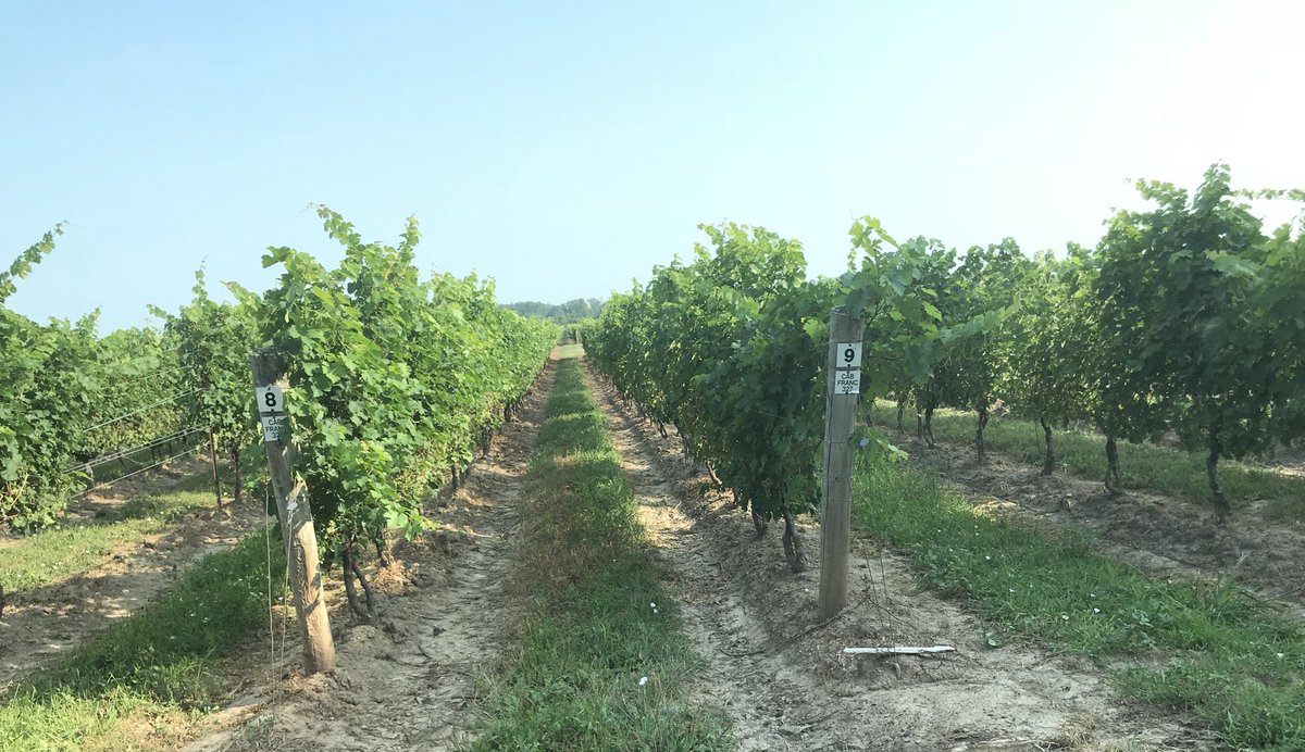 ScottRosts's tweet photo. Tough morning view... hanging at @back10cellars to chat with Andrew Brooks for an upcoming @NiagaraLife1 featch. https://t.co/112HJpqW6F