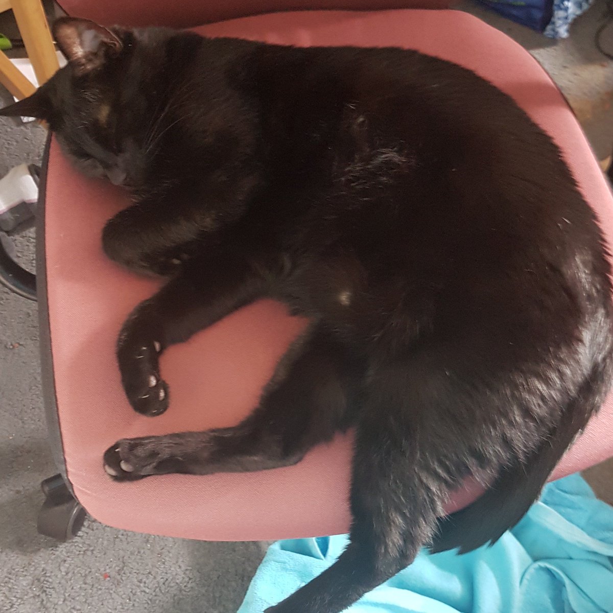 JenisawesomeUK's tweet photo. Hmm, the original occupier has reclaimed his seat.  I guess I have to find somewhere else to work now!  #InconsiderateColleague #Kraken https://t.co/dCrWbRycJp