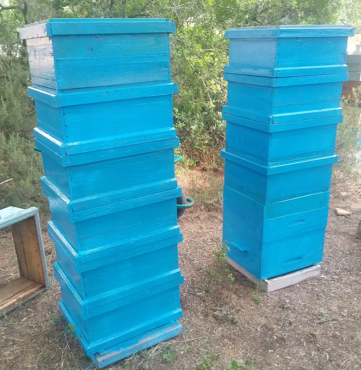 Abelles3's tweet image. Summer #organic #beekeeping: Time to restore our old #Langstroth #beehives. @FertPaul @UNAFapiculture @apimondiabees @britishbee @Scotbeekeepers @sheffbeekeepers @NorfolkHoneyCo @LondonBeeKeeper @AEApicultores @_CONAPI_ @nathoneyshow @UFhoneybeelab @fiblorg @ApiBio2016