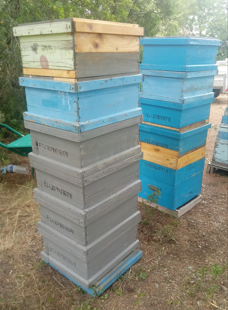 Abelles3's tweet image. Summer #organic #beekeeping: Time to restore our old #Langstroth #beehives. @FertPaul @UNAFapiculture @apimondiabees @britishbee @Scotbeekeepers @sheffbeekeepers @NorfolkHoneyCo @LondonBeeKeeper @AEApicultores @_CONAPI_ @nathoneyshow @UFhoneybeelab @fiblorg @ApiBio2016