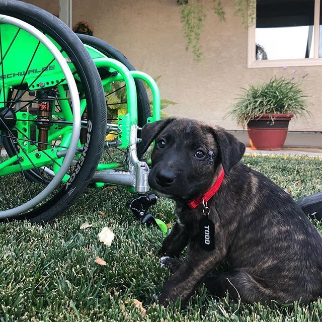 spinergywheels's tweet photo. Two great things. DOGS &amp; WHEELCHAIRS. What more do you need in life? Tag yours with #SpinergyK9 ...let’s see those pups. Congrats @aaronwheelz
・・・
Well,I guess our wolf pack just grew by one... everyone meet Todd! 🐶😍🔥 sorry @toddmeyn 😂😂 #happywif… https://t.co/8vqZp5VGKp https://t.co/nYvMwEhXVF