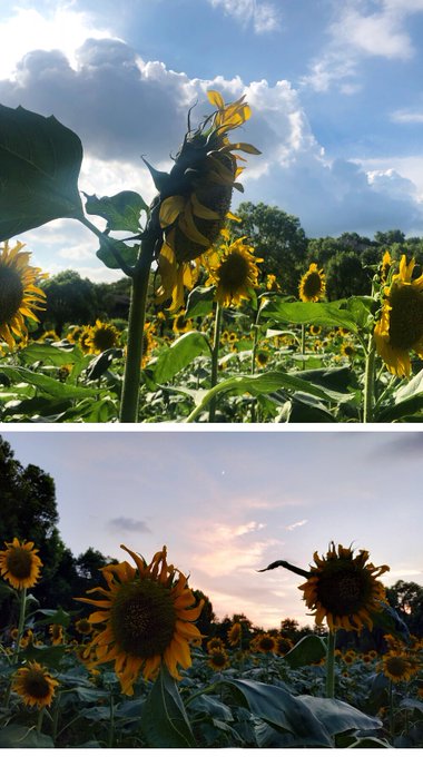 コスプレイヤー是本末末のTwitter画像41