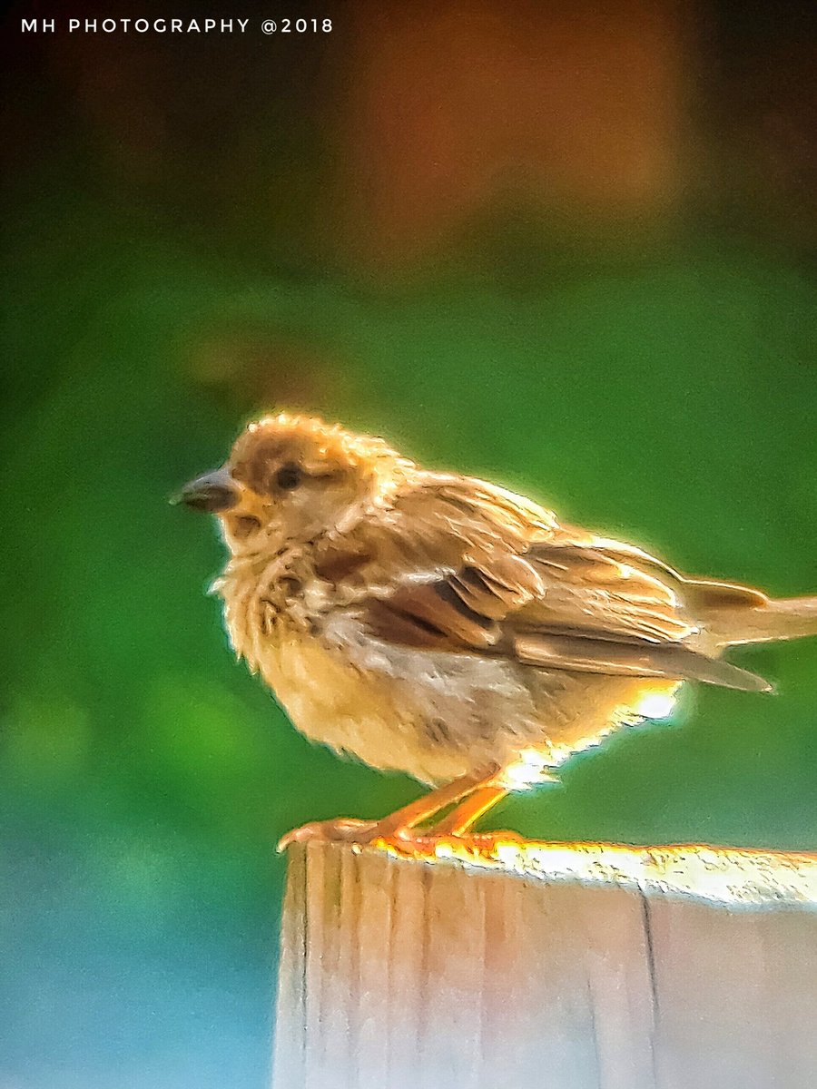 House Sparrow (Female) 8/15/18