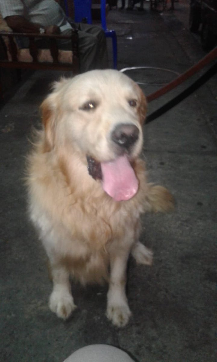 RescateAnimalEC's tweet photo. @DAVID_BERMEO_B @Pet2Home Un conocido nuestro rescató a este perro luego de que viera como salió despedido de una camioneta en la carretera. Afortunadamente pudo frenar y no sucedió un accidente y el perro no sufrió daños. Pudo haber pasado una tragedia por este gran descuido, pudo haber muerto alguien. https://t.co/lqZxzr0Op6