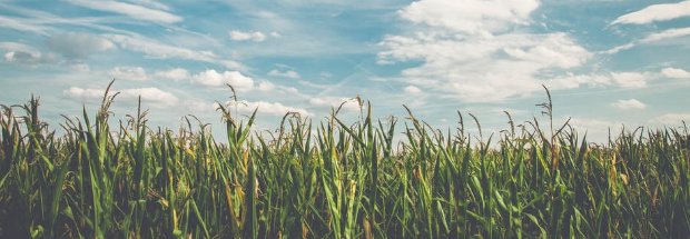 NACHURS's tweet image. New blog article by @spcropdoc: PROFIT BY THE FOOT! bit.ly/2Mqn8YH #BioK #infurrow #foliar