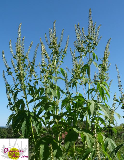 EspeceSanteObs's tweet image. [Ambroisie ou pas ?] 
📆 Chaque mercredi de l'été, jouez avec nous pour mieux connaître cette #plante invasive au pollen #allergisant ! 
🌿 Alors, #ambroisie (à feuilles d'armoise) ou pas ? 🤔 Réponse demain à 17h !
 ➡️ Suivez-nous également sur Facebook !
#pollen #allergies