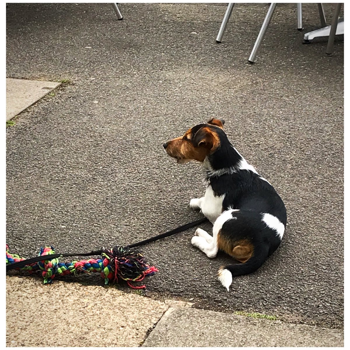 Lassx's tweet photo. Popped into Skins to restock with T-shirts, nice to see Kevin the dog too ☺️🐶 #bikercafe #bikers https://t.co/j8SX2SNimm