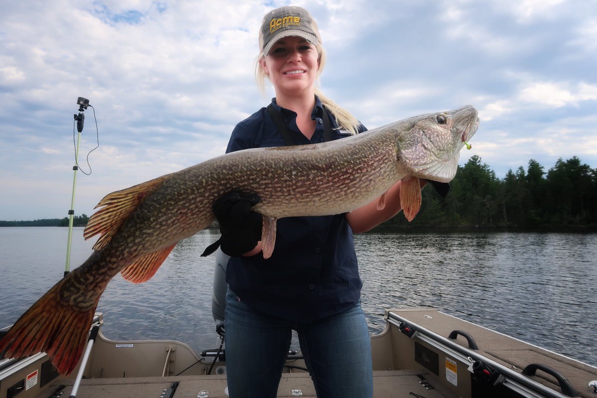 Nothing quite like pulling up big pike!! Caught on in 20 ft - it was eating sauger. #Fishing