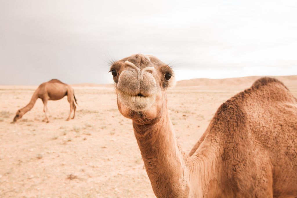 imbnextgen's tweet photo. Gap year opportunity: "Will you go to the middle of the desert for the Gospel? Go be a knight by meeting a South Asian living away from their family. You will share hope with these people and disciple His followers to see reproducing churches."
https://t.co/OmNXh1EvRR https://t.co/9MEHpmx3AQ