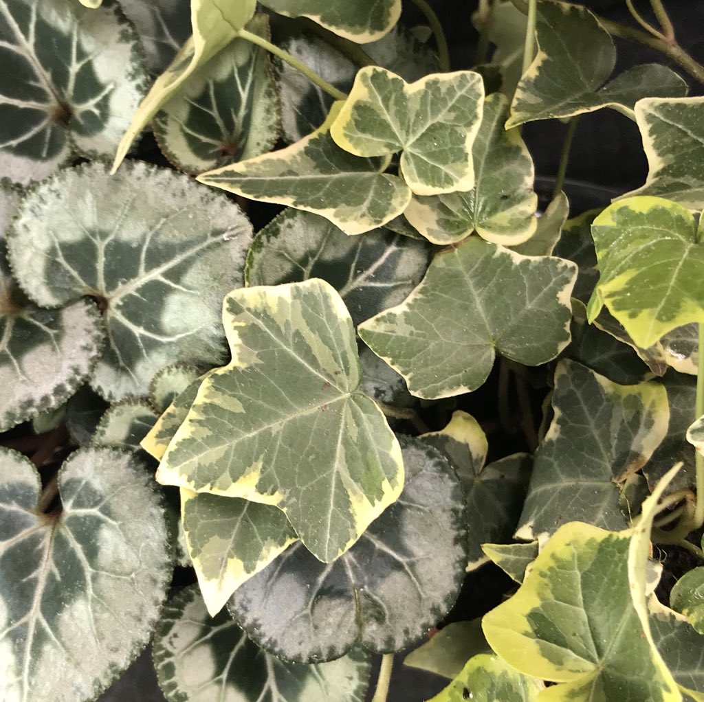 Today’s new friends 🌱🖤