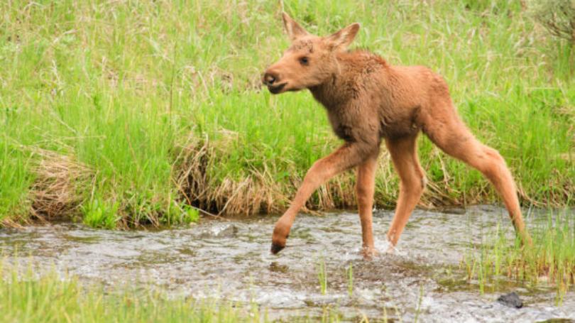 Sierra Club The Baby Moose Won Our Poll Of Which Baby Animal Pic You Want To See Here You Go Baby Moose Pics