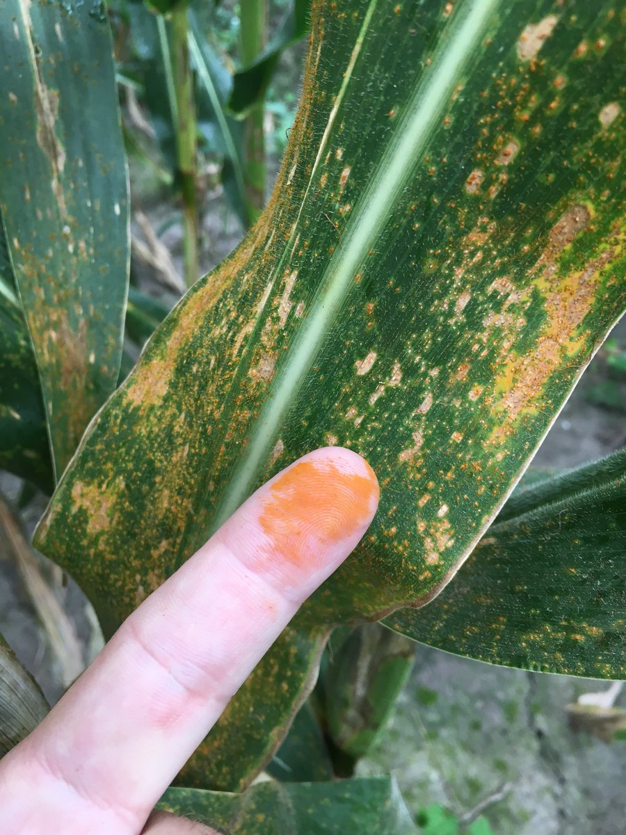 ILGHagronomist's tweet image. Found a little southern rust while walking trials before the rain in Christian County IL #corndisease #scout18 #ILCorn