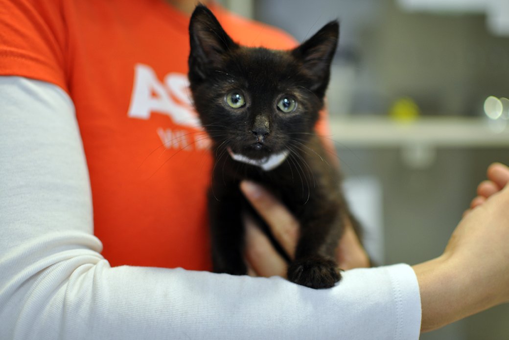 Aspca Don T Miss It Black Cat Appreciation Day Is This Friday And The Aspca Adoption Center Is Nyc Is Having A Special Promotion Learn More T Co Yvforhx54c T Co Yhpc4qefpk