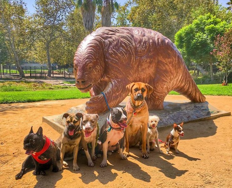 labreatarpits's tweet photo. Loving ❤️ the dog 🐶 days of summer.  We want to see your best sloth selfie!  (#Slelfie?) [Thanks for the cute pic, @Ruffcutzdtla]  #SummerofSloths #Puppies #Dogs https://t.co/Fv2nLuIf60