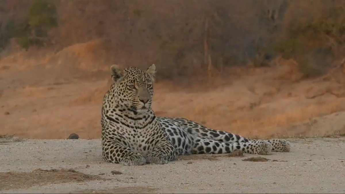 Wildearth On Twitter Gosh Leopard Hosana