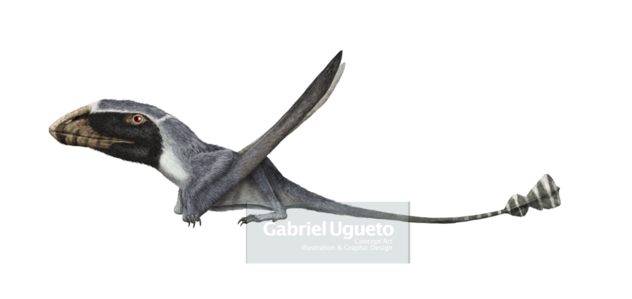 Gabriel N. U. on X: Pteranodon sternbergi. A huge #pterosaur. The largest  pteranodontid  #paleoart #sciart   / X
