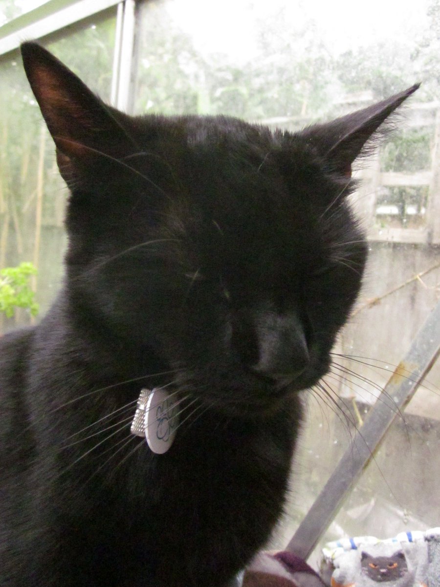 theboods's tweet photo. He's got a spider that builds a new web over his greenhouse bed every day. I'll let you know when she starts writing messages in it. #cat #cats #blackcats #WhiskersWednesday #SOMECAT #charlottesweb #wednesdaythoughts https://t.co/6d15YSgmQB