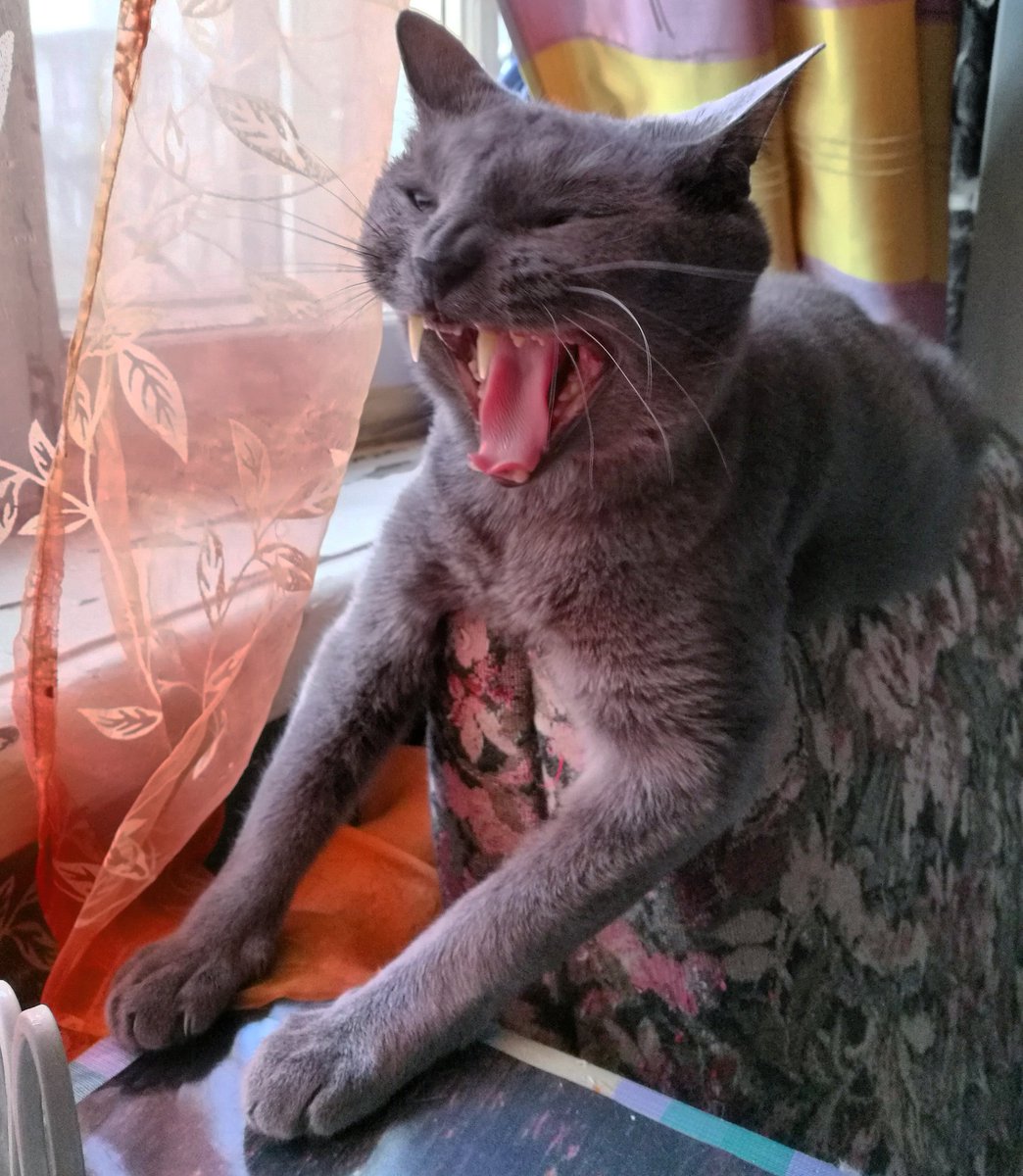 Котокобра 🐍🐈