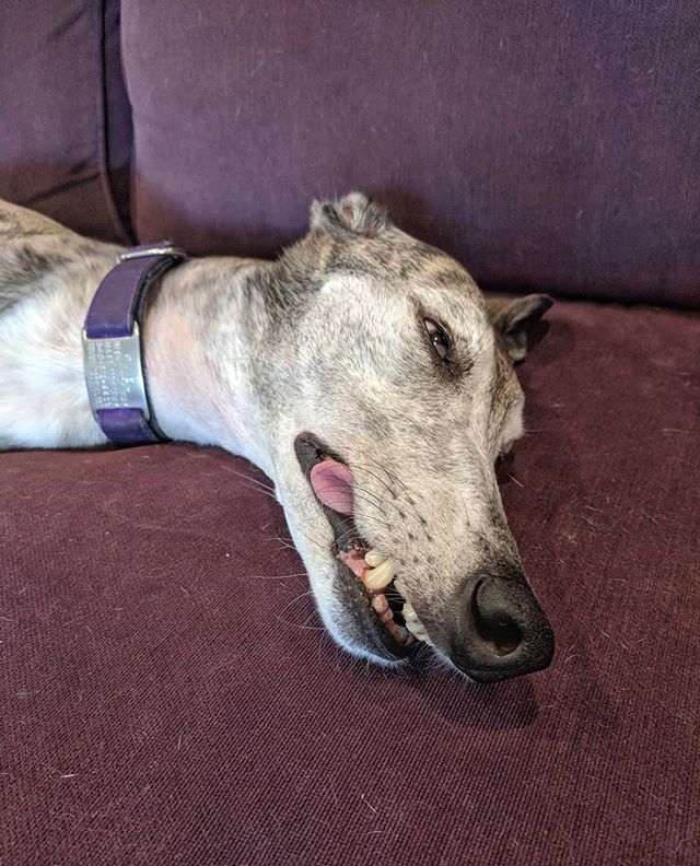 BeckyMcKimmy's tweet photo. Greyhounds are such beautiful and elegant creatures.
.
.
.
.
#greyhounds #greyhoundsofinstagram #pixelthebrindle #brindle #brindlegreyhound #greyhound #greyhounddaily #tongueout https://t.co/zKMCMKrz96 https://t.co/i4CkgPA01U