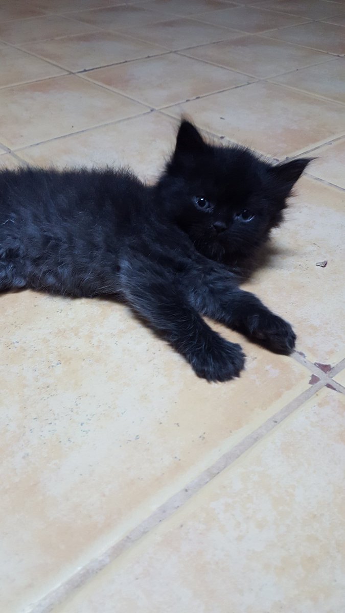 Riyadh_cats tweet media