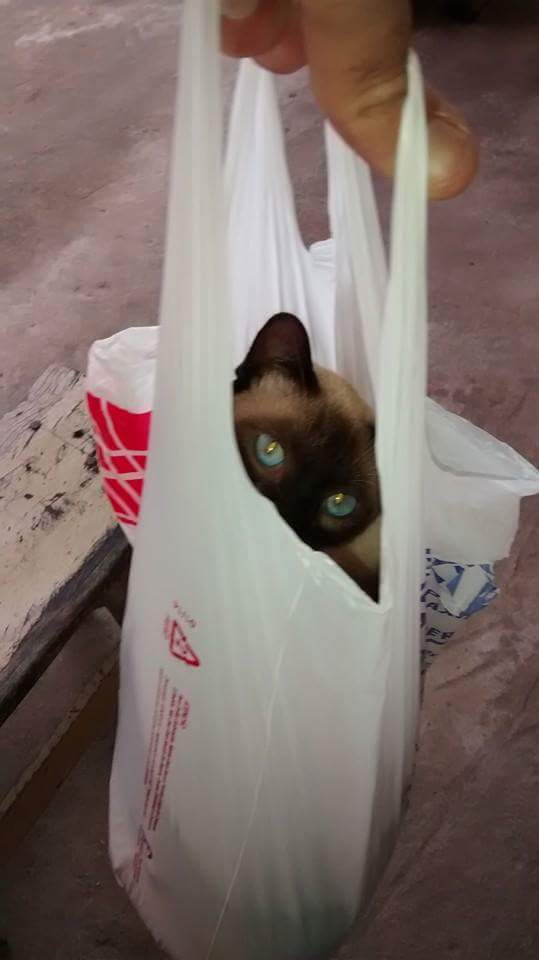 Ueliques1's tweet image. #ThisIsMy8 #RedmiNote4x #Xaiomi #Mi #8YearsOfLife #Cat #Love