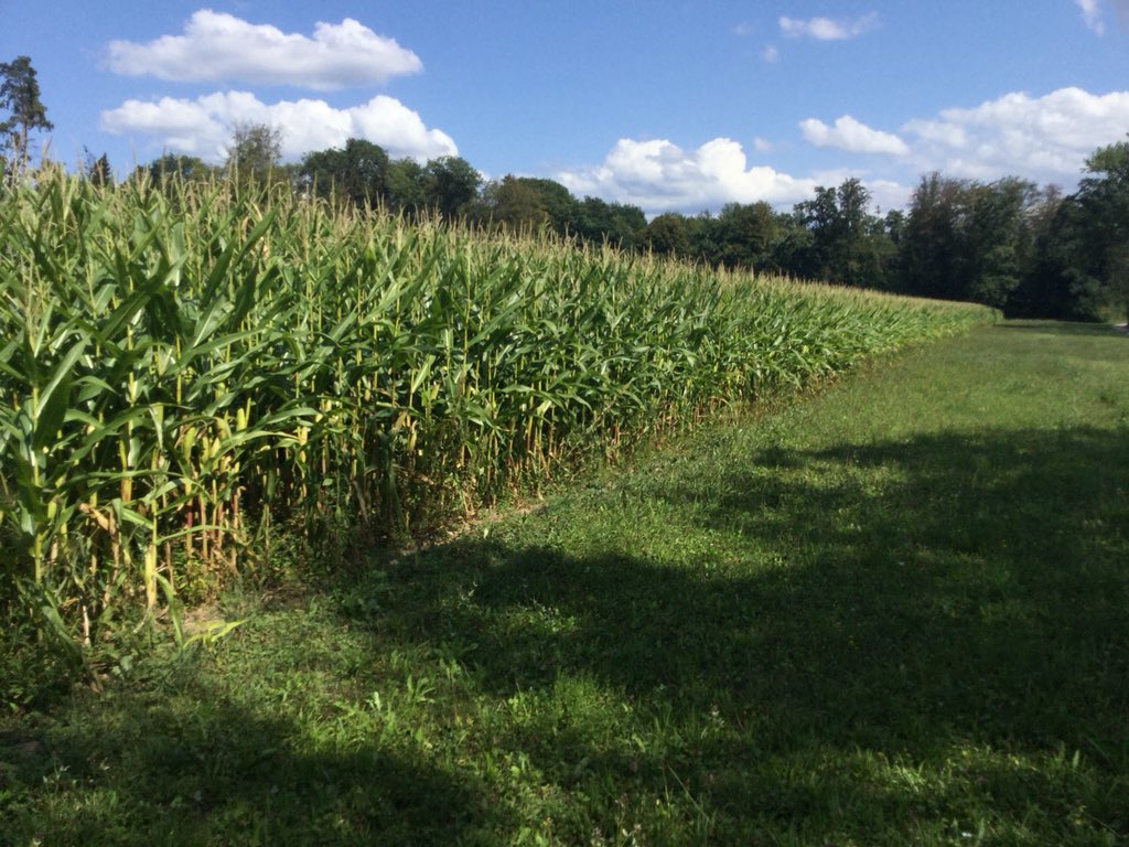 SonyAndi1944's tweet image. #schweizspricht deutsch 🖐🤤🤚 
Maisfeld 🌽 uster Zürich Schweiz 🇨🇭