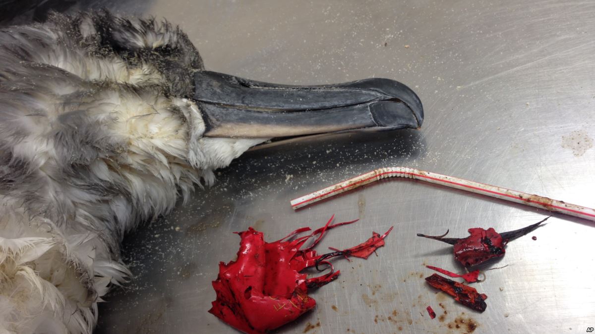 VOANews's tweet image. A Rising Concern? After Straws, Balloons Get More Scrutiny dlvr.it/QfzhVp