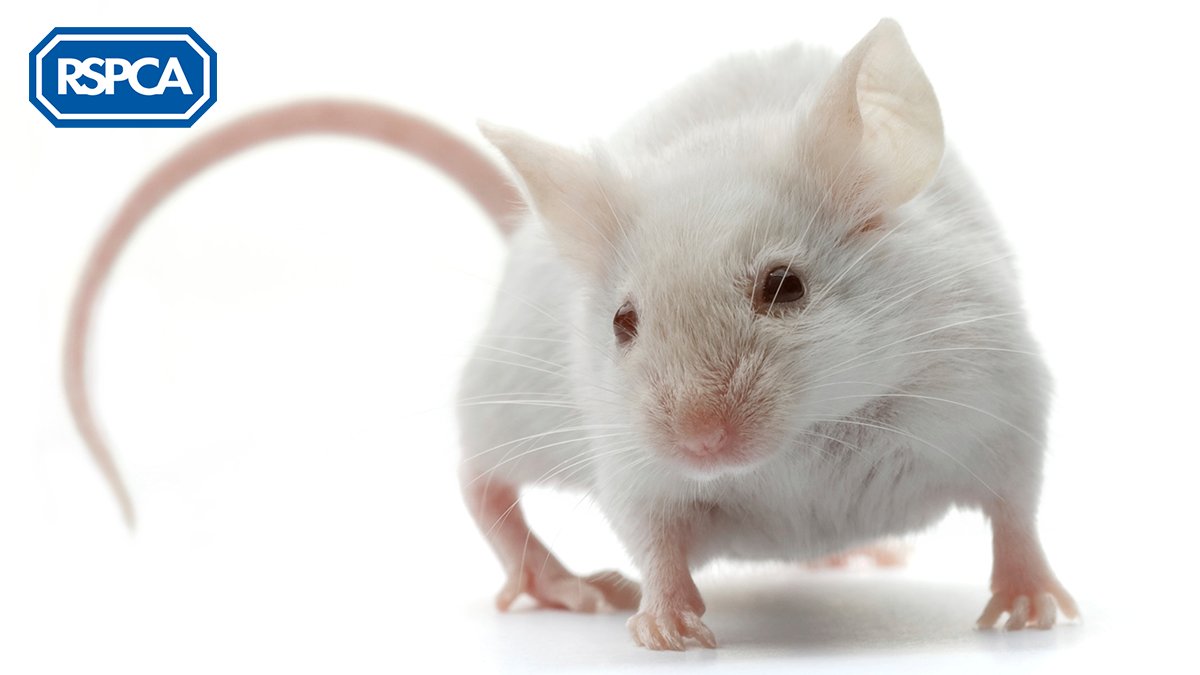 RSPCA_official's tweet image. Disappointing that 'cruelty-free' company, @superdrug will be offering botox, which is tested on mice who can experience paralysis, respiratory distress, impaired vision and suffocation. It's unacceptable for animals to suffer for vanity and we're raising concerns with Superdrug.