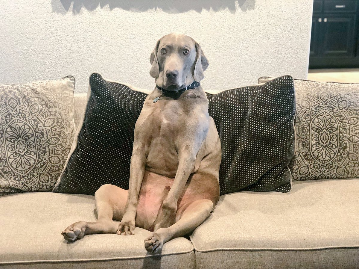 RT if you’d rather Bear, this 10-yr-old Weimaraner with a thyroid condition who sits like a person, to be President of the United States