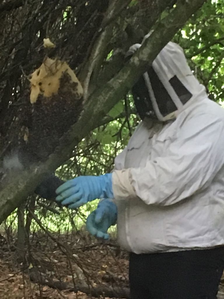 Deflevobij's tweet image. Vanmiddag een 2 maanden oude zwerm verwijderd.