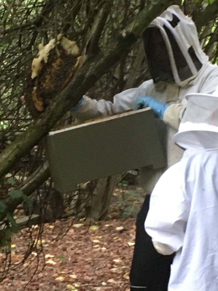 Deflevobij's tweet image. Vanmiddag een 2 maanden oude zwerm verwijderd.