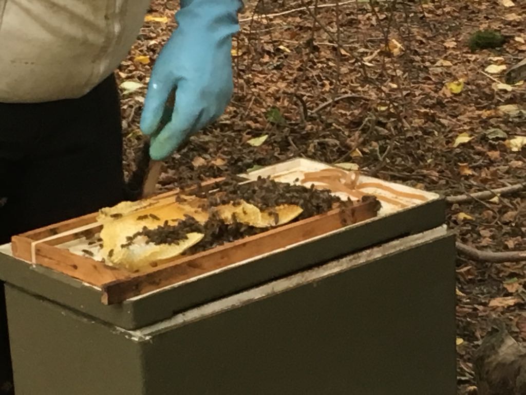 Deflevobij's tweet image. Vanmiddag een 2 maanden oude zwerm verwijderd.