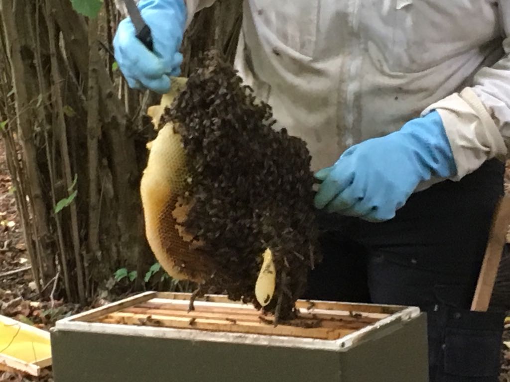 Deflevobij's tweet image. Vanmiddag een 2 maanden oude zwerm verwijderd.