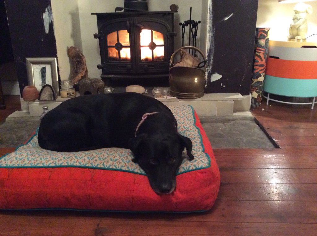 Scrobes's tweet photo. @luisaomielan My soul saver everyday Stella Bella Boo ❤️ https://t.co/jsKGuexRbP