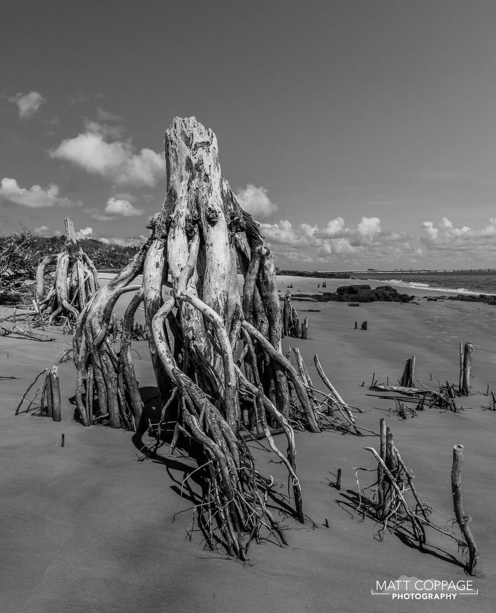MCoppagePhoto's tweet photo. Driftwood on Big Talbot 2 © 2018
#Florida #visitFlorida #visitFL #NortheastFlorida #Jacksonville #beach #driftwood #BigTalbot #FLStatePark #Nikon #NikonPhotography #D750 #NikonD750 #landscape #landscapephotography #blackandwhite #nature #photography #viewbug #NikonUSA #LoveFL https://t.co/PTxfbG364G