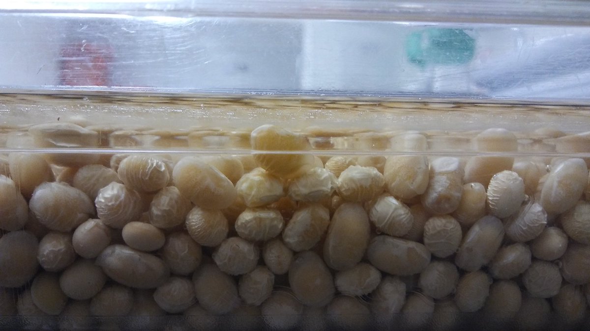 SimonWiseman's tweet photo. Tofu production @cheohospital
I'm going on vacations for 2weeks, got to make shure there's enough tofu😄. Bigest batch so far 25kg of dry soybeans.
#homemadetofu #cheofood #cheohospital #hospitalfood #cleanfood #soybeans #tofumaking https://t.co/tsjGSeFNvC
