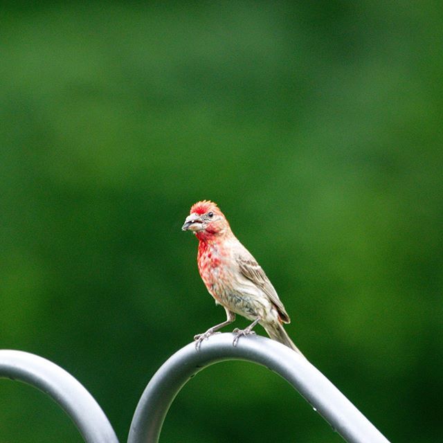 thingsys's tweet photo. House Finch
#canada #animals #nature #naturephotography #jsphoto #bird #birding #birdingphotography https://t.co/0pQTmhNe4g