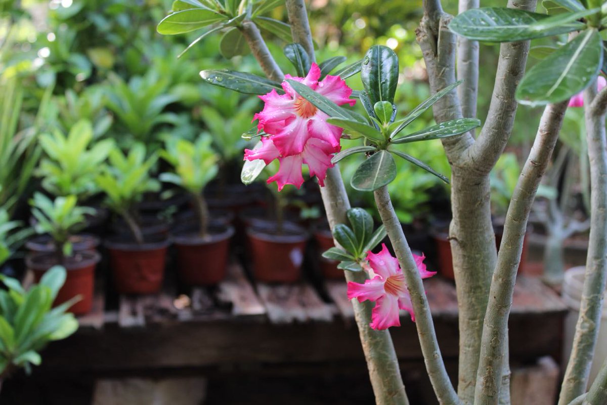 La Directora <a href="/CarlotaStorey/">Charlotte Storey</a> visitó el vivero de Doña Mary, que a pesar de las dificultades y gracias a un apoyo de fomento productivo a ido creciendo día a día. Con estas y otras acciones buscamos seguir mejorando la calidad de vida de los ciudadanos. #SeguimosTrabajando