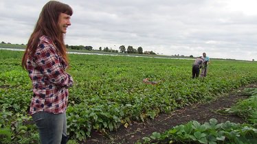 Organic_pam's tweet image. Had a lovely day showing Helen from @UnicornGrocery around the farm.  Here admiring green Batavia lettuce &amp;amp; watching beetroot being bunched.  She took a turn on the #robocrop weeder &amp;amp; Clyde talked her through all his weed control machines (at length!)