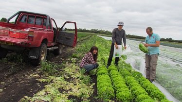 Organic_pam's tweet image. Had a lovely day showing Helen from @UnicornGrocery around the farm.  Here admiring green Batavia lettuce &amp;amp; watching beetroot being bunched.  She took a turn on the #robocrop weeder &amp;amp; Clyde talked her through all his weed control machines (at length!)