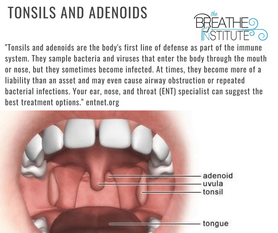 Tonsils And Adenoids Diagram Biology Diagrams