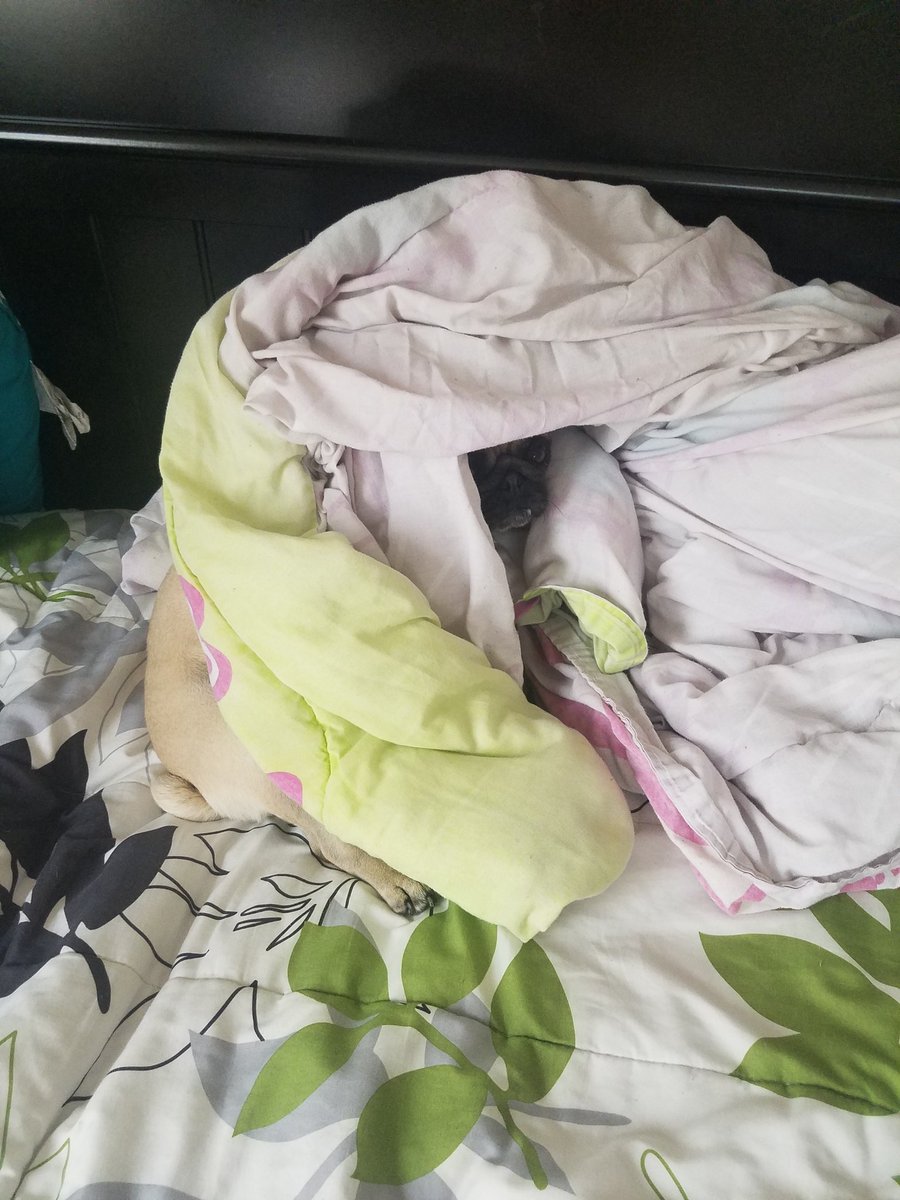 PebblesPug's tweet photo. Mom says I look like darth sidious https://t.co/6ivdtMJn4L