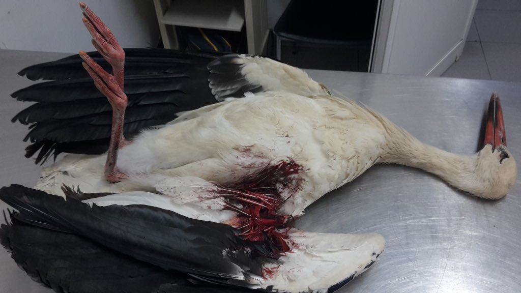BirdLife_Malta's tweet photo. Another 2 #WhiteStorks shot down. Initial flock of 18 now numbering 7 as possibly other birds have gone missing due to illegal hunting. https://t.co/FeXMmZmBX9