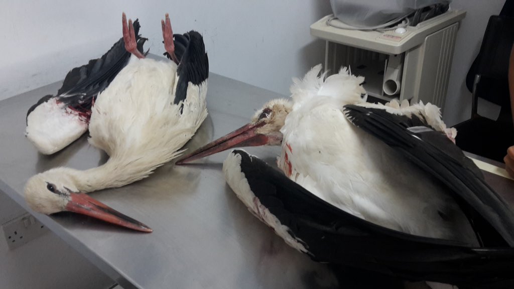 BirdLife_Malta's tweet photo. Another 2 #WhiteStorks shot down. Initial flock of 18 now numbering 7 as possibly other birds have gone missing due to illegal hunting. https://t.co/FeXMmZmBX9