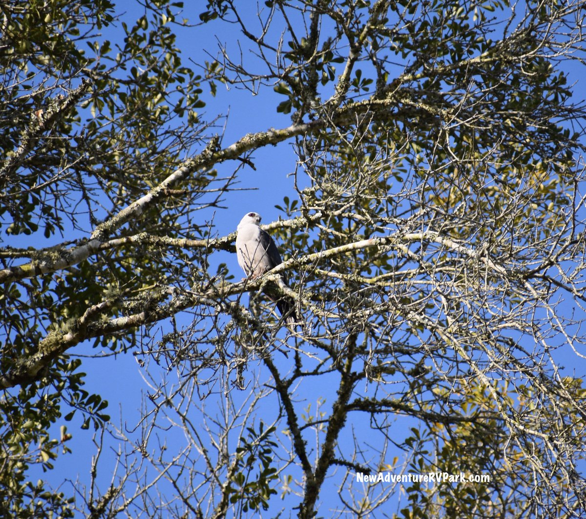 #OptOutside to see beautiful #birds!    (I think) #WhitetailedKite #birding #easttexas #nature