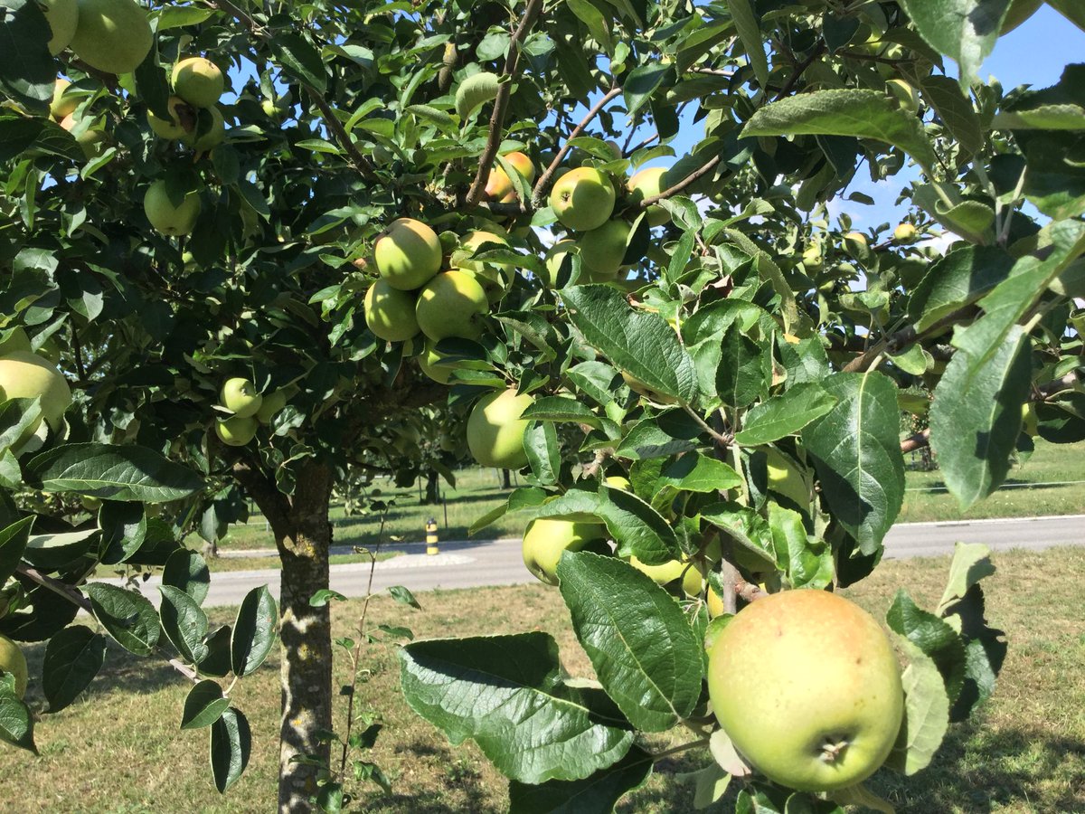 SonyAndi1944's tweet image. Äpfel 🍏 sind reif 🤤 #schweizspricht deutsch