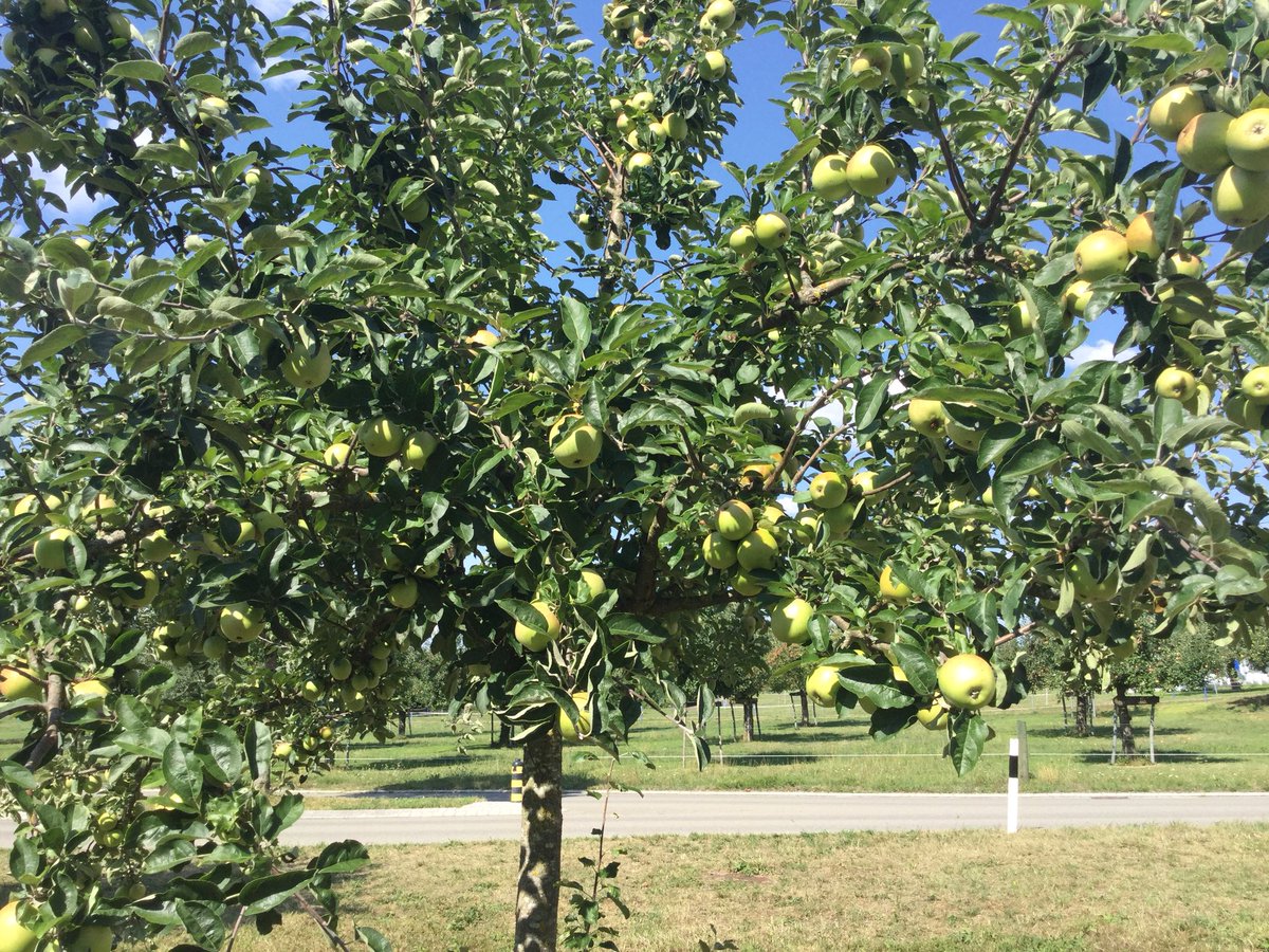 SonyAndi1944's tweet image. Äpfel 🍏 sind reif 🤤 #schweizspricht deutsch