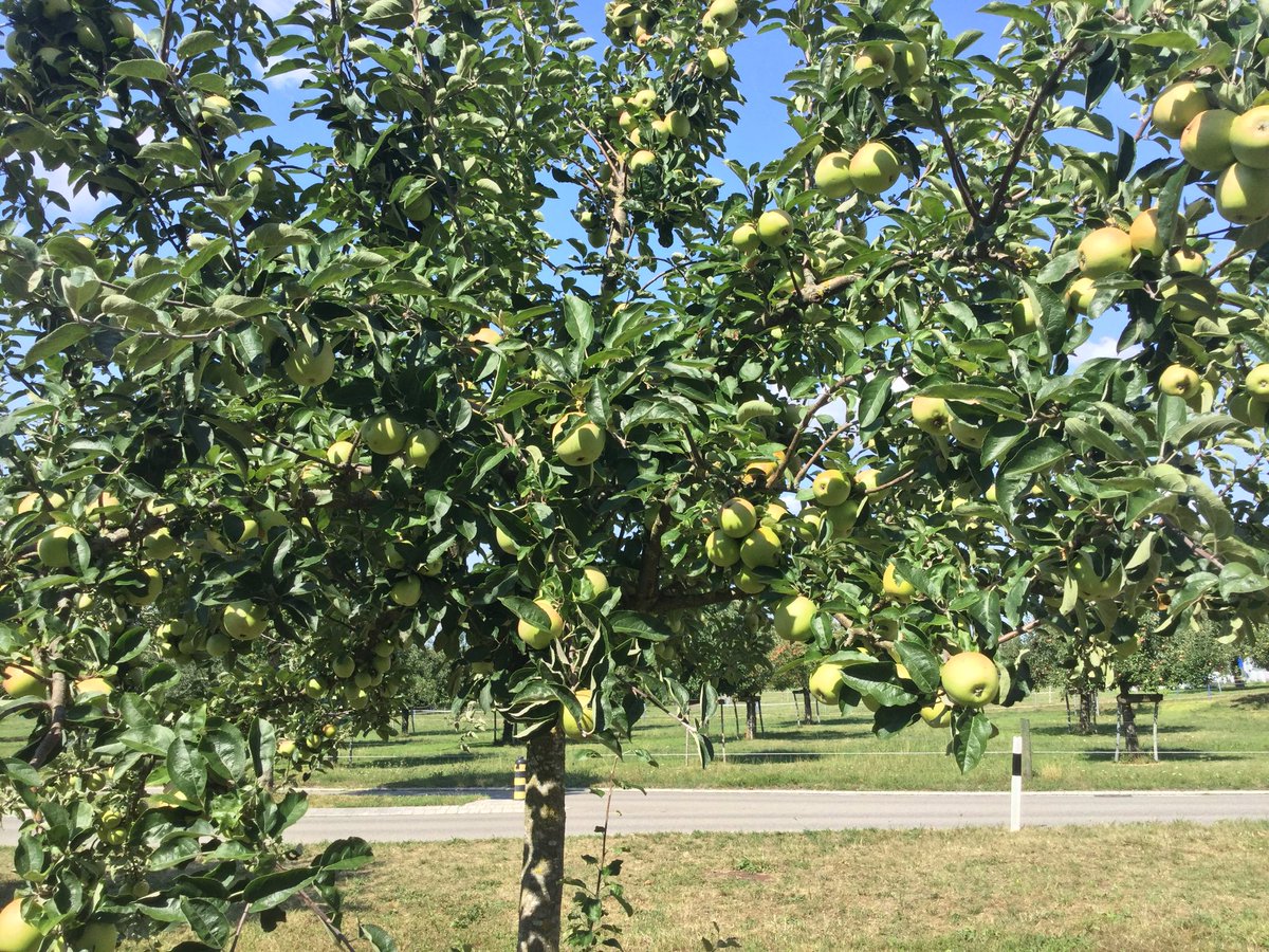 SonyAndi1944's tweet image. Äpfel 🍏 sind reif 🤤 #schweizspricht deutsch